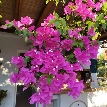 Lejlighed Iro's Cute House Páros