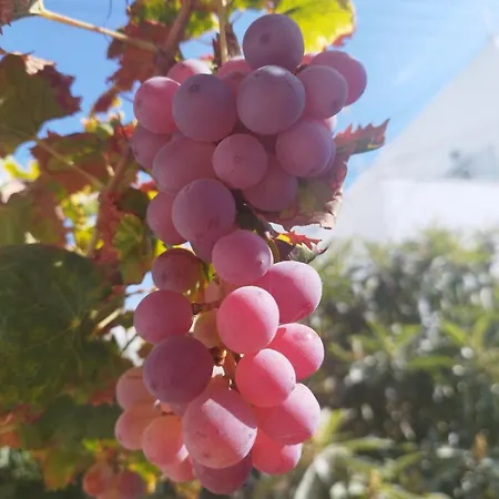 Lejlighed Iro's Cute House *