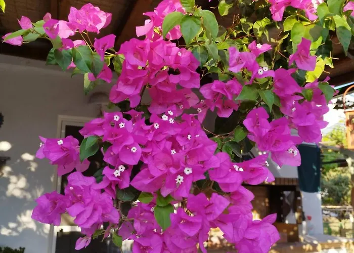 شقة Iro's Cute House باروس